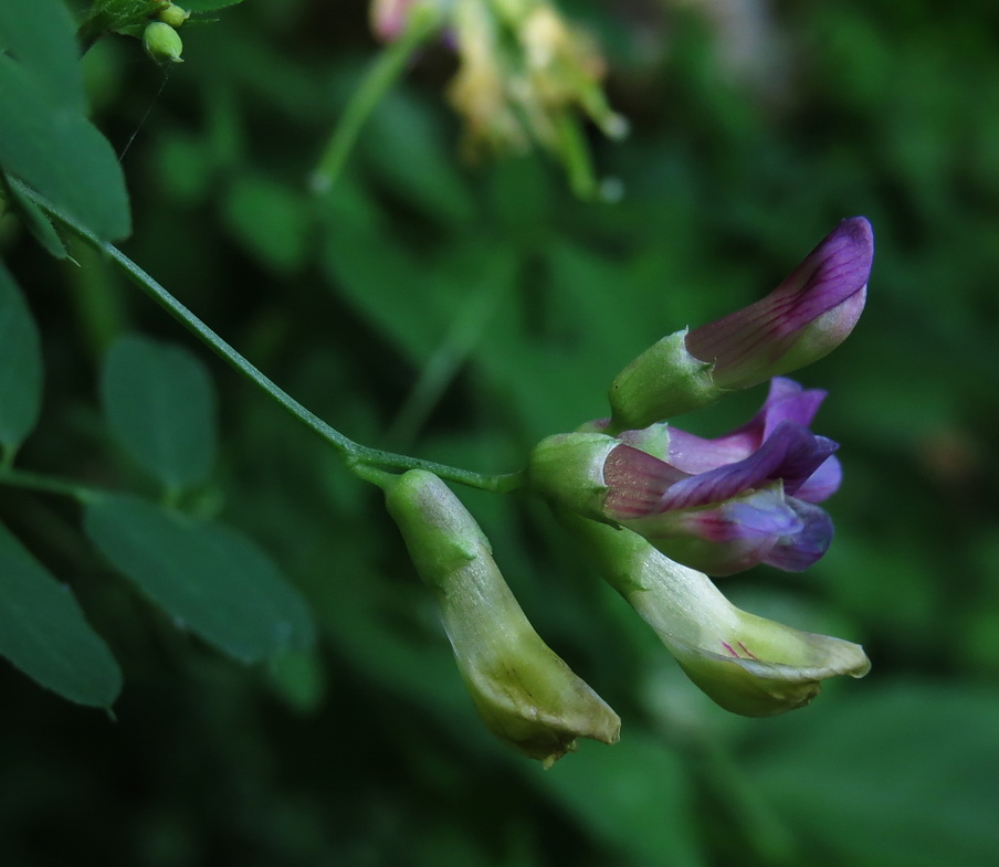 Image of Vicia dumetorum specimen.