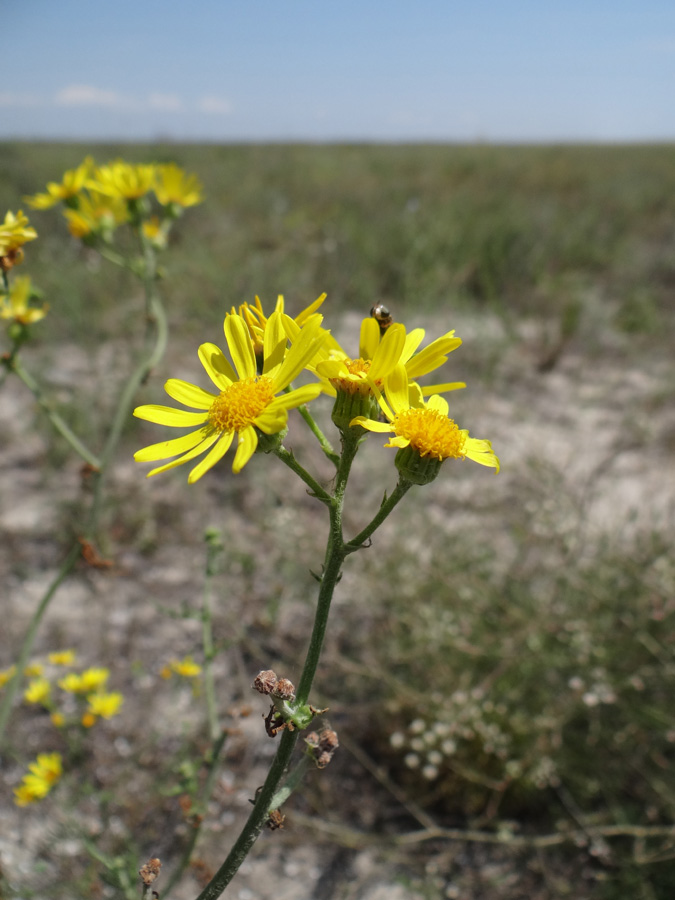 Image of Senecio borysthenicus specimen.