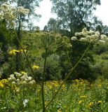 Angelica sylvestris