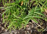 Sanguisorba tenuifolia