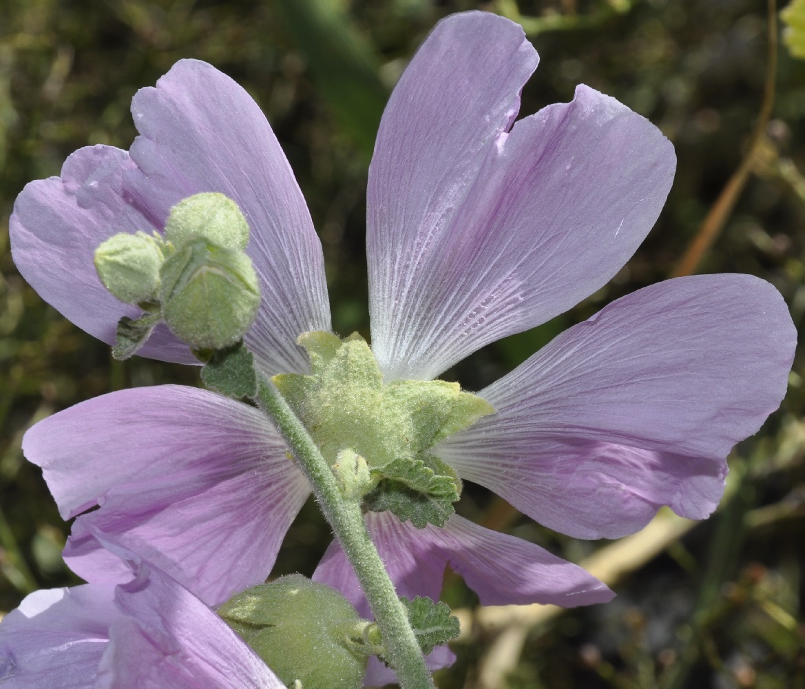 Изображение особи Alcea pallida.