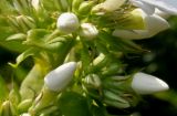 Phlox paniculata. Бутоны. Германия, г. Дюссельдорф, Ботанический сад университета. 03.07.2014.