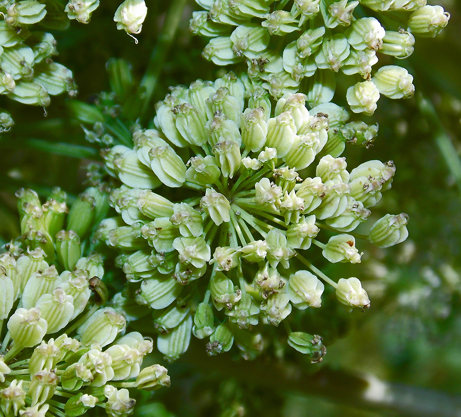 Image of Angelica pachyptera specimen.