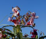 Impatiens glandulifera. Верхушка цветущего растения. Амурская обл., г. Благовещенск. 21.09.2014.