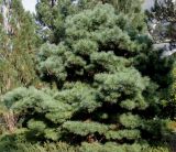 Pinus strobus. Взрослое растение ('Nana'). Германия, г. Дюссельдорф, Ботанический сад университета. 05.09.2014.