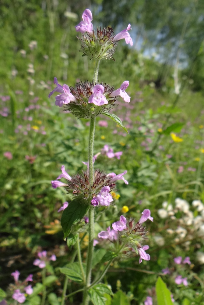 Изображение особи Clinopodium vulgare.