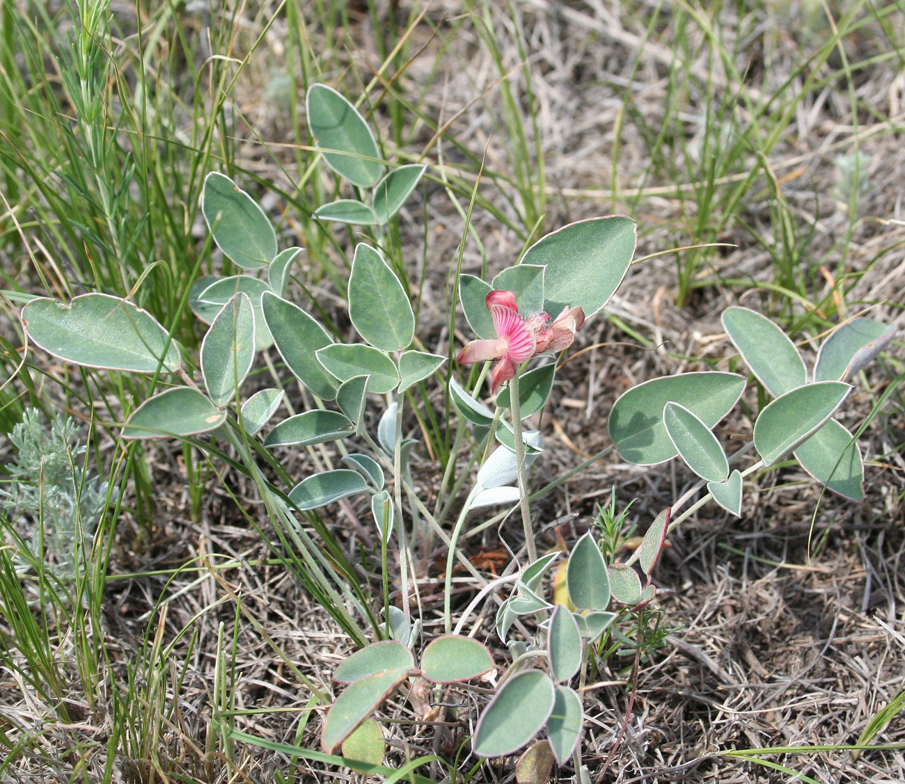 Изображение особи Hedysarum splendens.