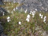 Eriophorum angustifolium. Плодоносящие растения. Кольский п-ов, Восточный Мурман, пос. Дальние Зеленцы, мыс Аварийный. 02.08.2009.