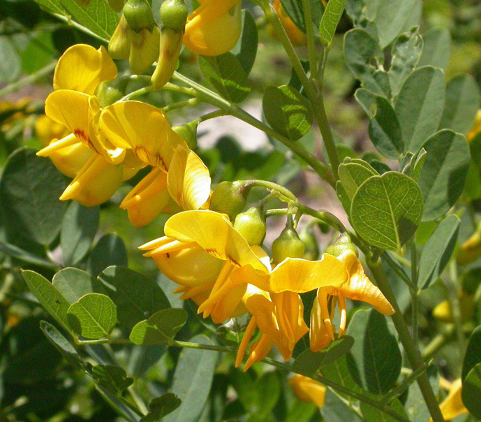 Image of Colutea cilicica specimen.
