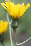 Hieracium hjeltii. Корзинка (вид сбоку). По краю листочков обёртки - хорошо выраженная кайма, покрытая звёздчатыми волосками. Ленинградская обл., Лужский р-н. 14.06.2009.