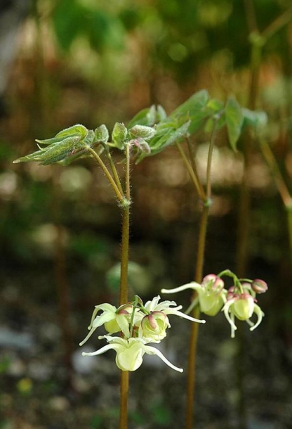 Изображение особи Epimedium koreanum.