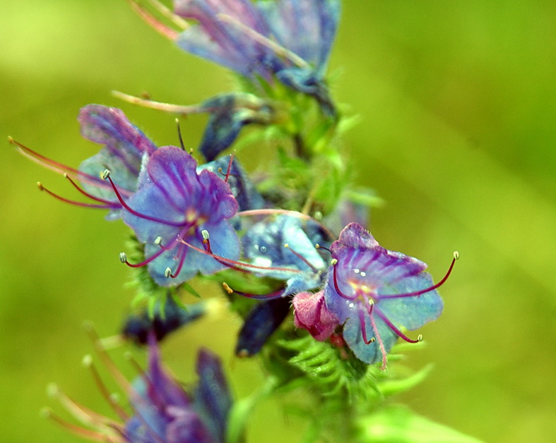 Изображение особи Echium vulgare.