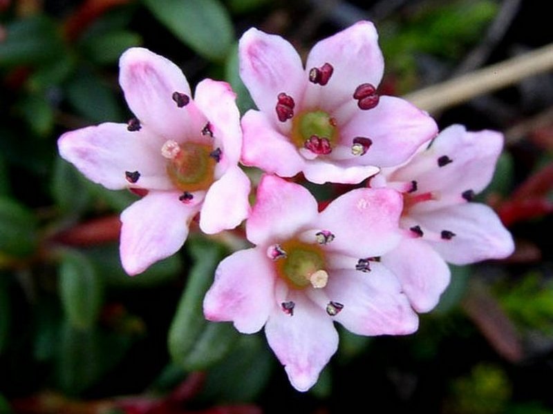 Изображение особи Loiseleuria procumbens.