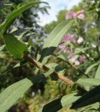 Symphyotrichum novae-angliae