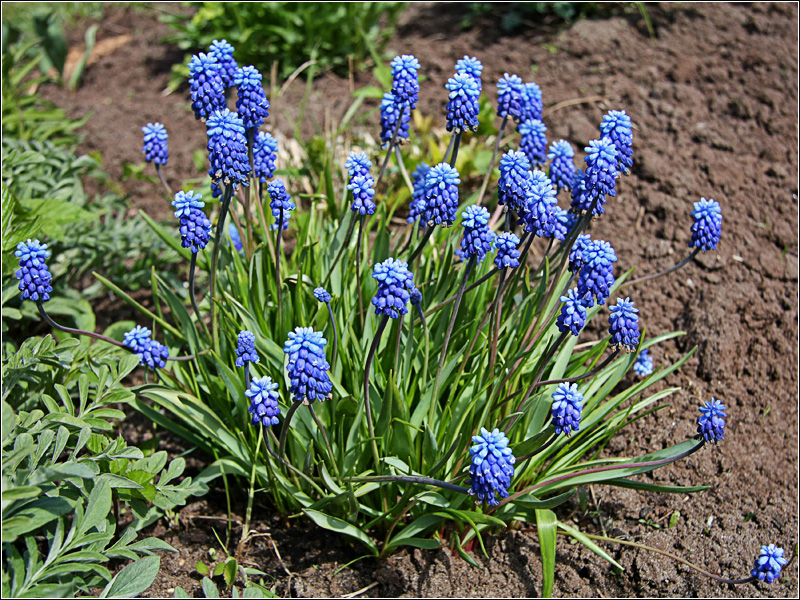 Image of Muscari botryoides specimen.