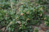 Vaccinium vitis-idaea. Расцветающее растение. Московская обл., Раменский р-н, окрестности д. Хрипань, просека под ЛЭП. 18.05.2009.