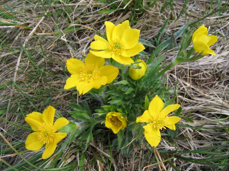 Image of Anemonastrum speciosum specimen.