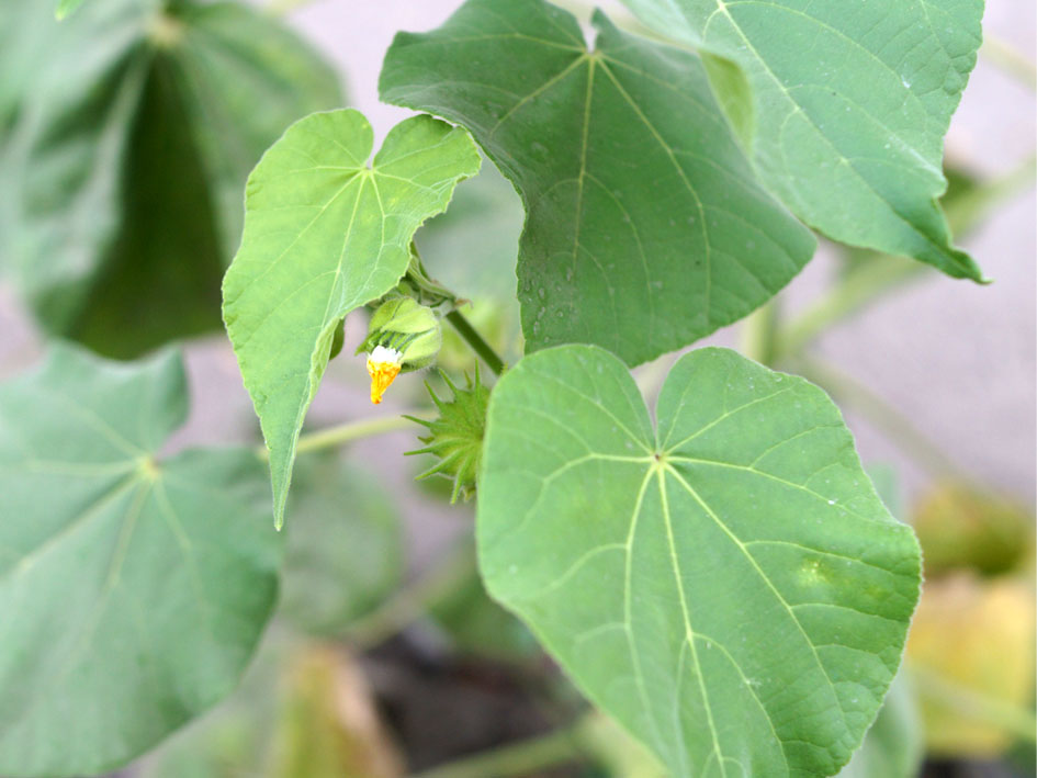 Image of Abutilon theophrasti specimen.