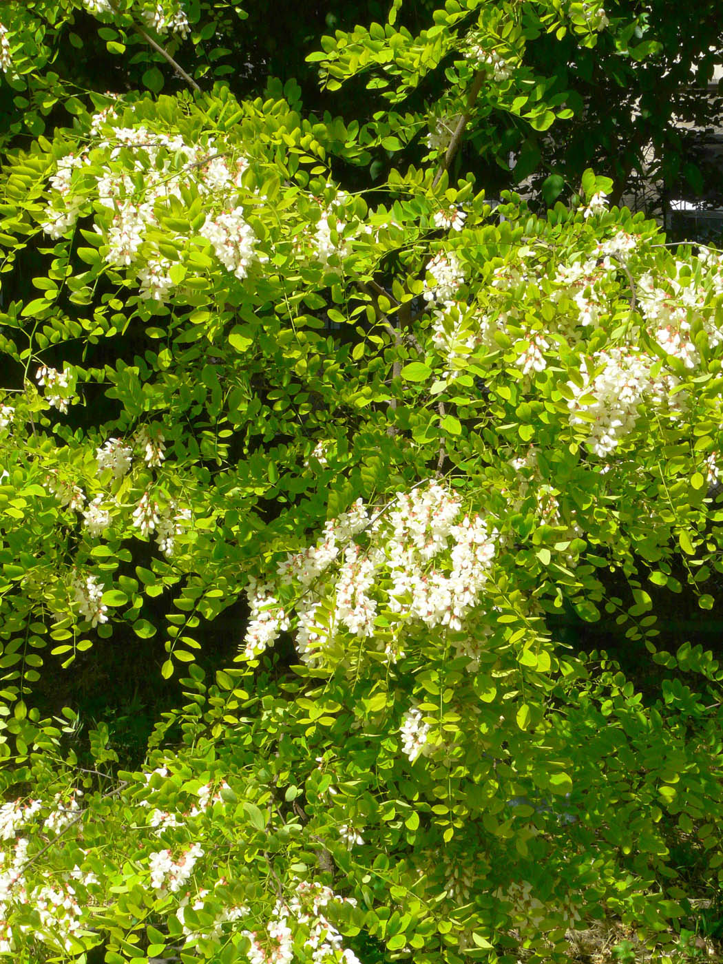 Image of Robinia pseudoacacia specimen.