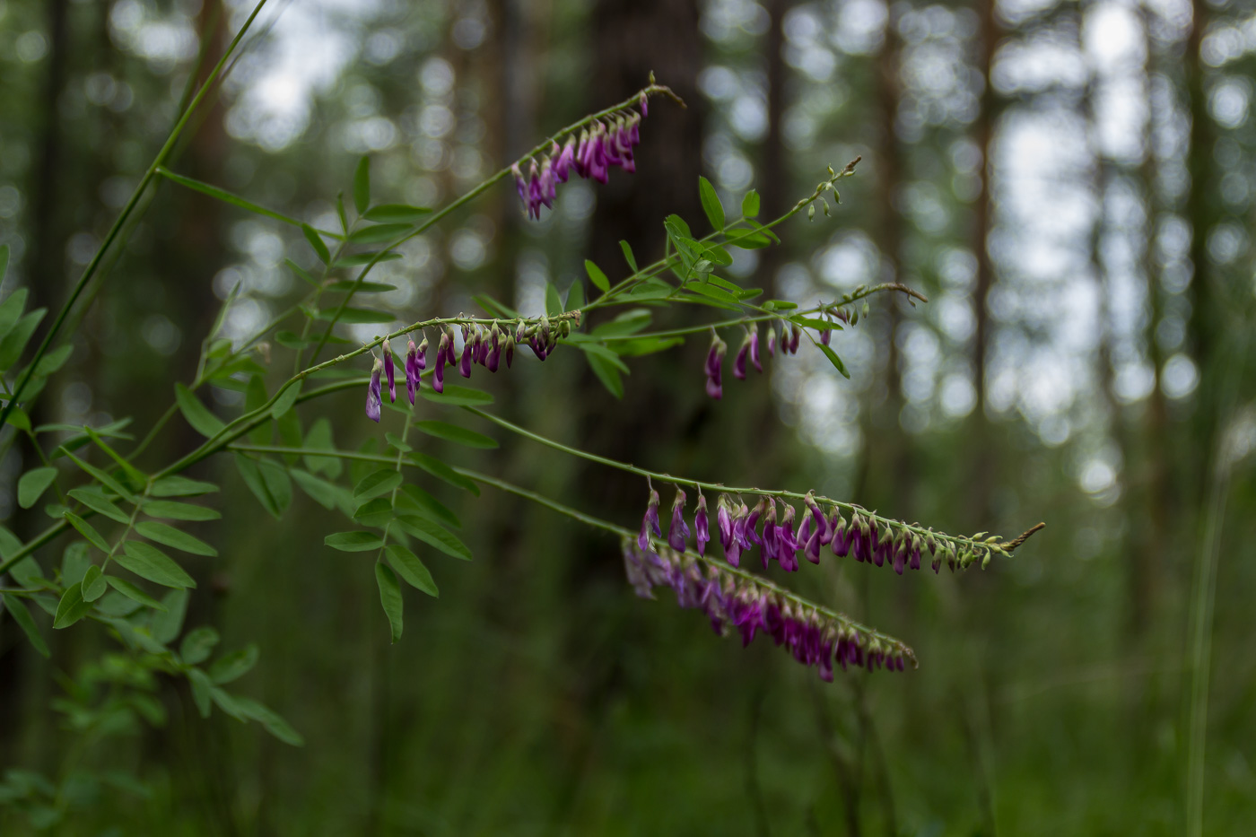 Изображение особи Hedysarum alpinum.