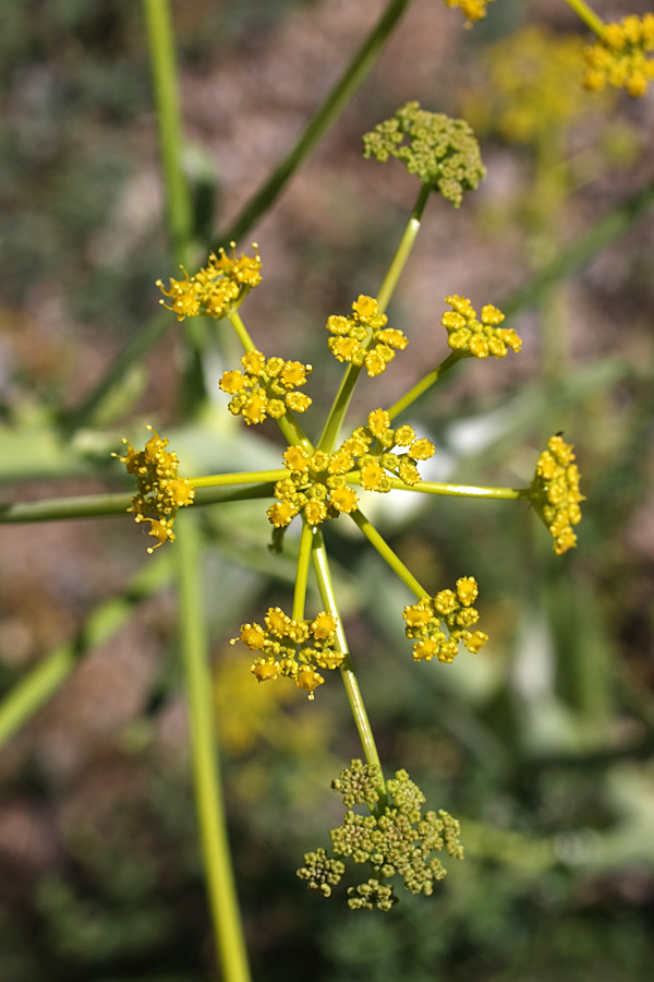 Изображение особи Ferula samarkandica.