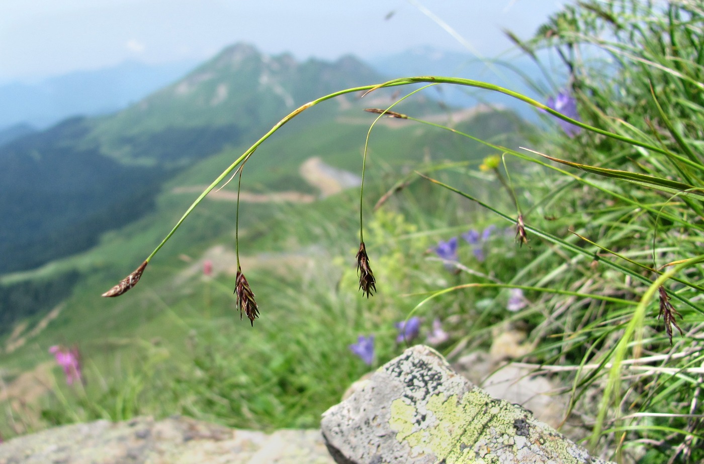 Изображение особи Carex tristis.