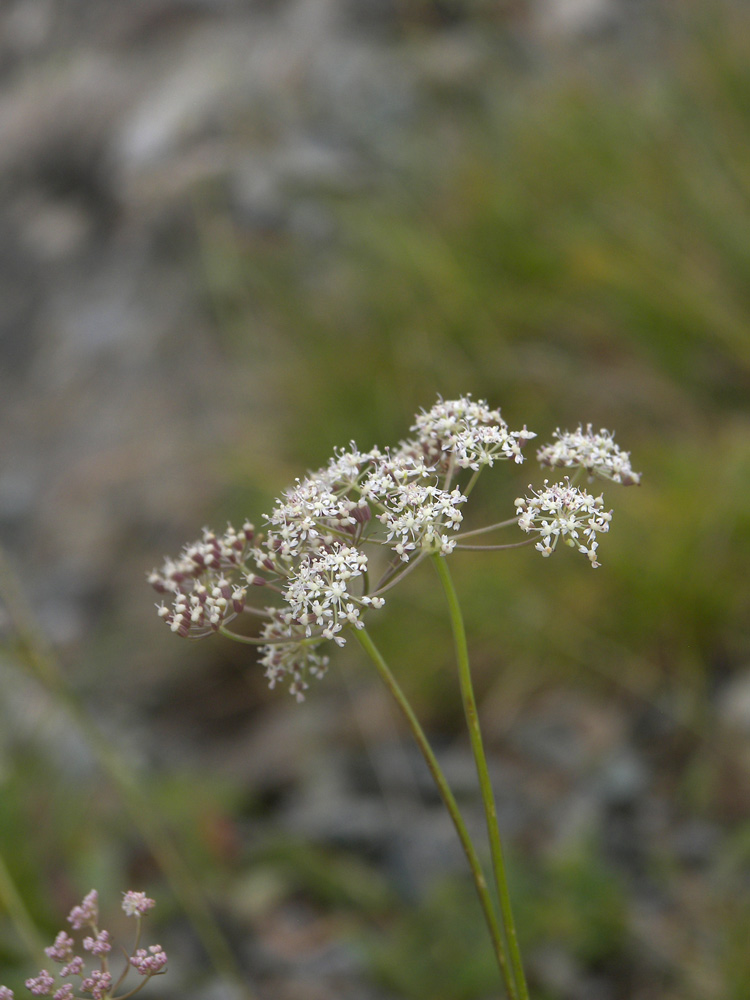 Image of Seseli alpinum specimen.