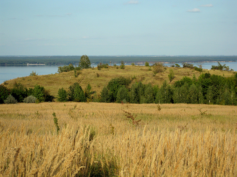 Image of Calamagrostis epigeios specimen.