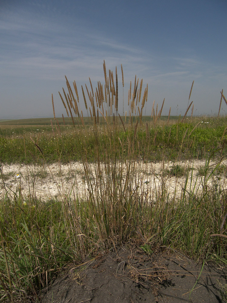 Изображение особи Phleum phleoides.