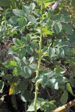 Rosa corymbifera