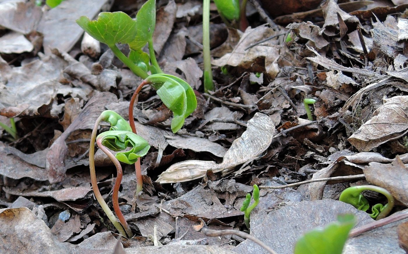 Image of Acer platanoides specimen.