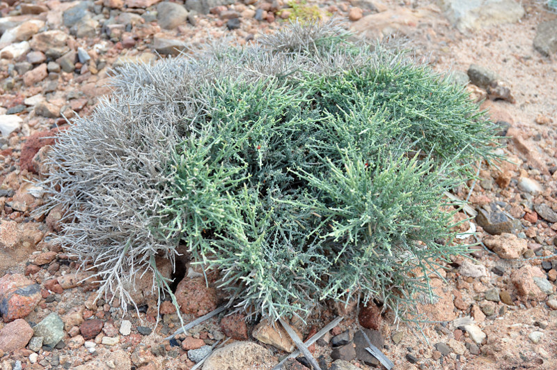 Image of Indigofera pseudointricata specimen.