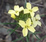 Erysimum flavum
