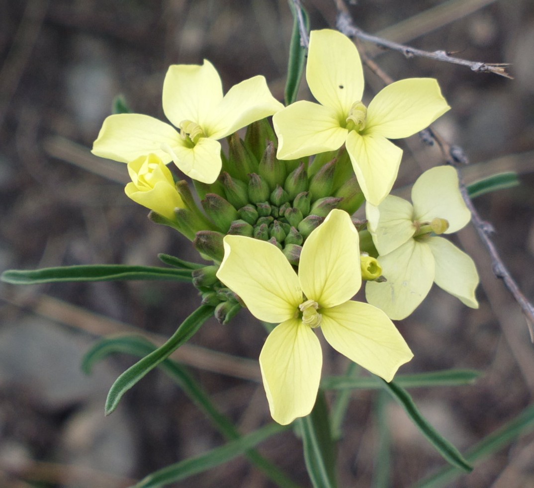 Image of Erysimum flavum specimen.