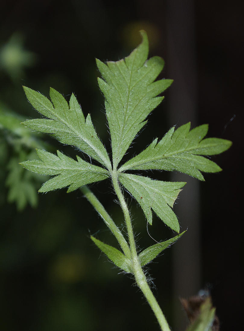 Image of Potentilla intermedia specimen.