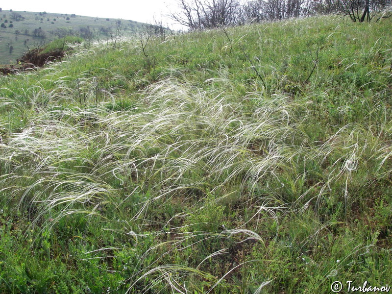 Изображение особи Stipa oreades.