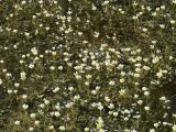 Ranunculus subrigidus