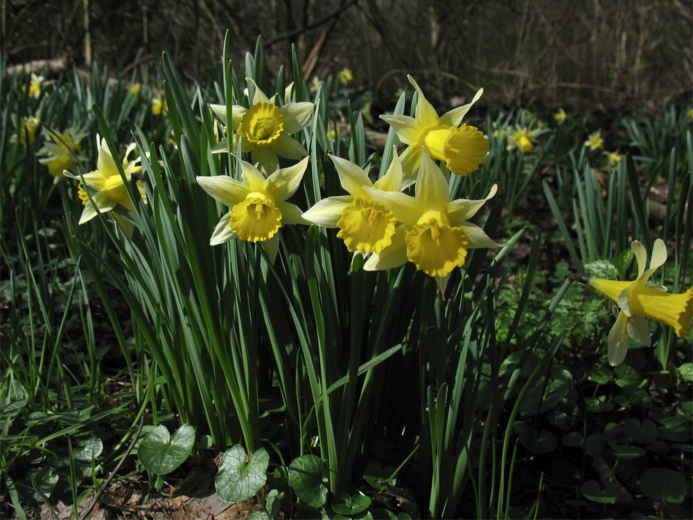 Изображение особи Narcissus pseudonarcissus.