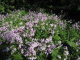 Hesperis matronalis