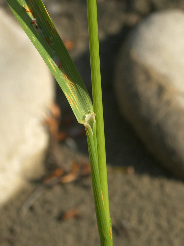 Image of Arrhenatherum elatius specimen.