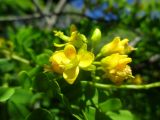 Caesalpinia ferrea