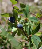 Lonicera stenantha