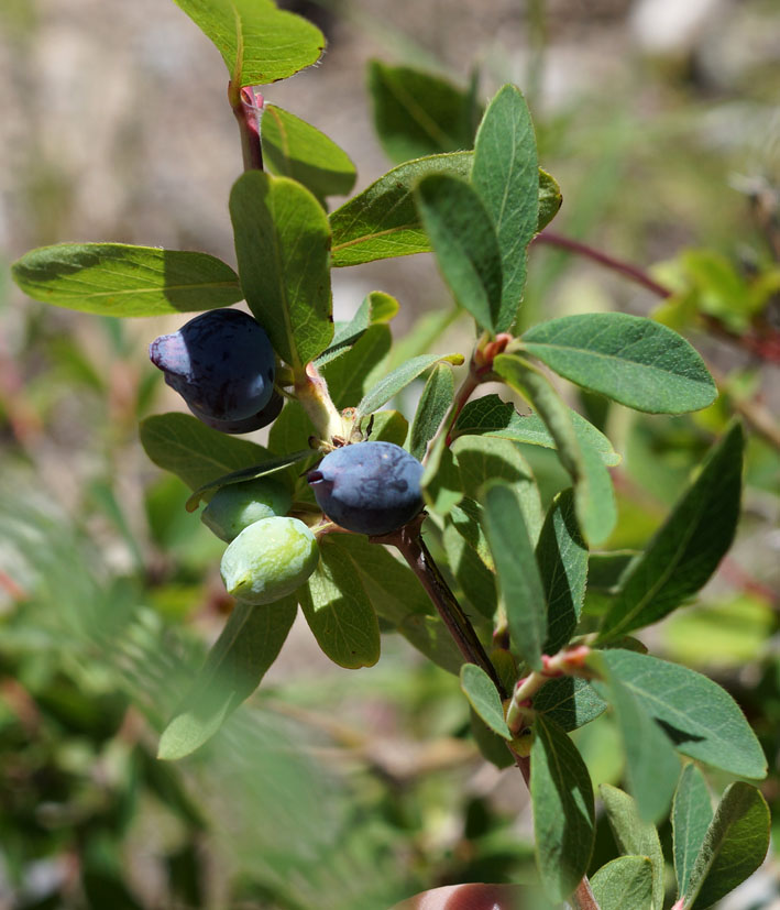 Изображение особи Lonicera stenantha.