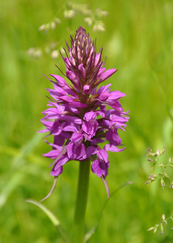 Изображение особи Dactylorhiza urvilleana.