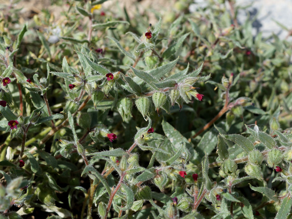 Image of Nonea caspica specimen.