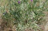 Centaurea adpressa