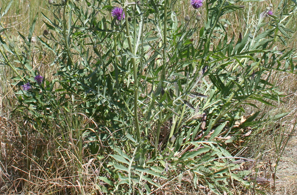 Изображение особи Centaurea adpressa.