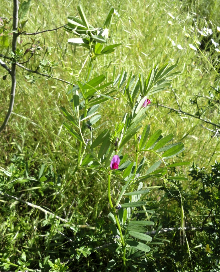 Image of Vicia angustifolia specimen.