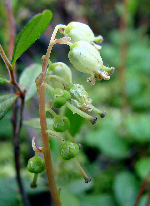 Изображение особи Orthilia obtusata.