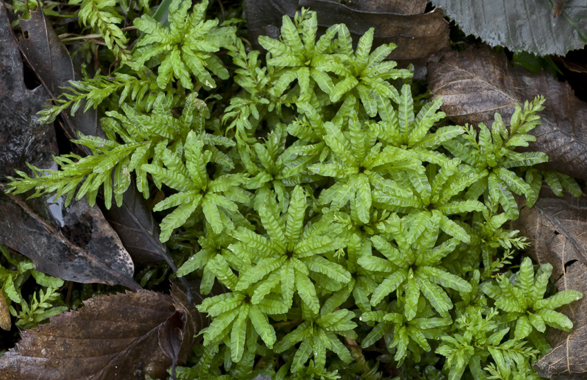 Image of Plagiomnium undulatum specimen.